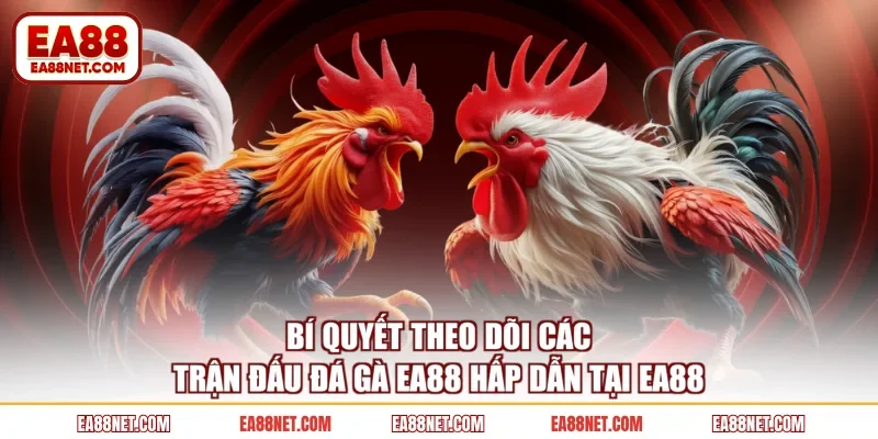 Bí quyết theo dõi các trận đấu đá gà EA88 hấp dẫn tại EA88